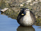 Chinese Spot-Billed Duck (WWT Slimbridge March 2011) - pic by Nigel Key